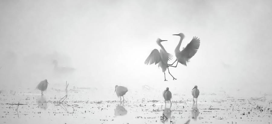 $100 - 10x30 canvas print - Snowy Egret Fight 2968-010720-6-bw #100 Photograph by Tam Ryan