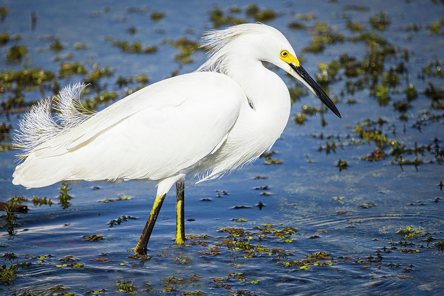 Snowy Egret Fishing #2 Photograph by Fran Gallogly