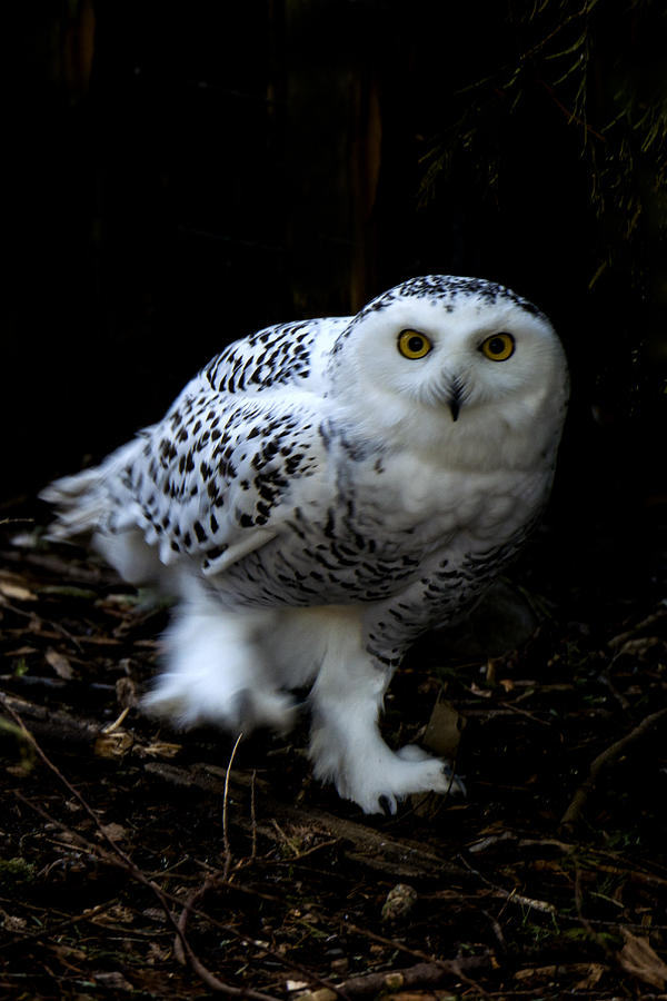 Snowy Owl #2 Photograph by Mark Newman