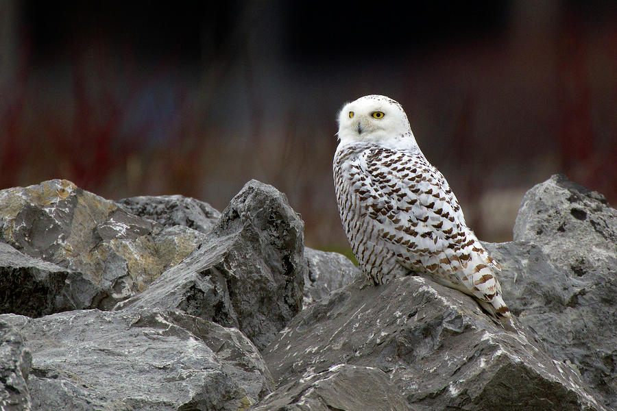 Snowy Owl #2 Photograph by Timothy McIntyre
