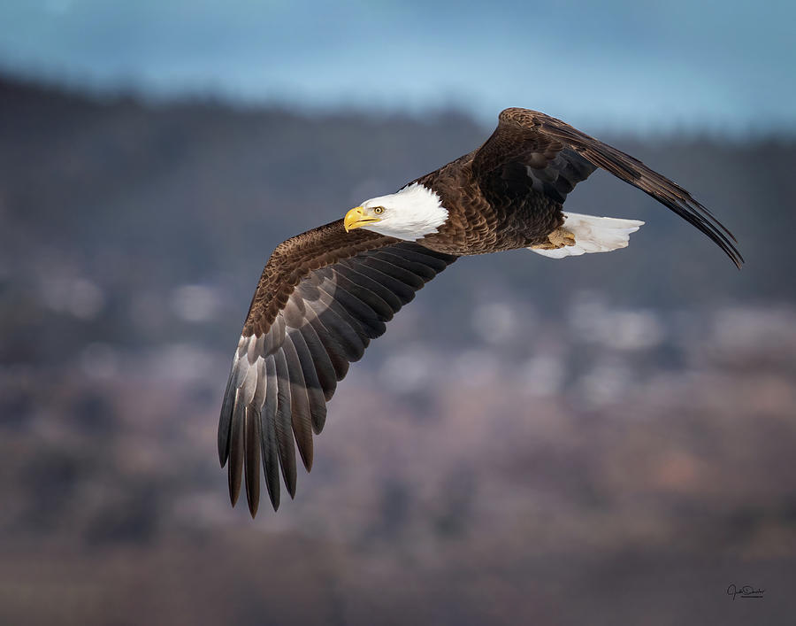 Soaring Bald Eagle Photograph