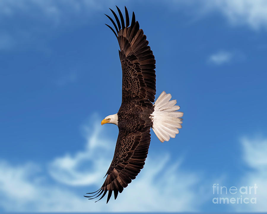 Soaring Photograph by Dale Erickson - Fine Art America