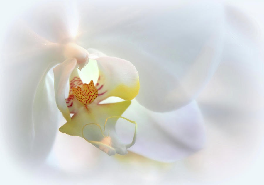 Flower Photograph - Soft Spoken #2 by Jessica Jenney