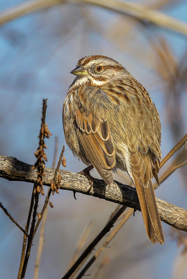 Song Sparrow #2 Photograph by Mark Mille