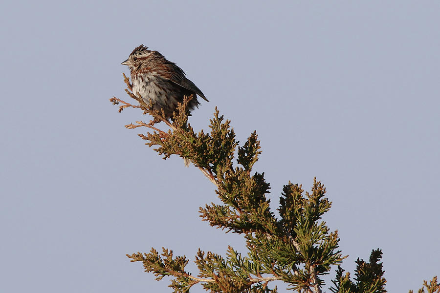 Song Sparrow Port Jefferson New York #2 Photograph by Bob Savage