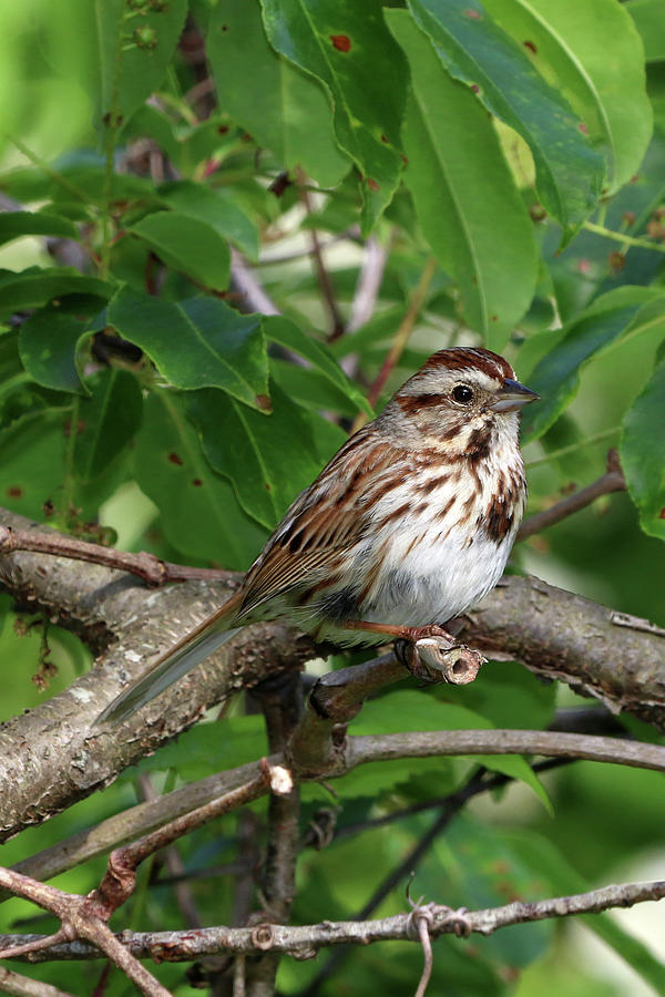 Song Sparrow Stony Brook New York  #2 Photograph by Bob Savage