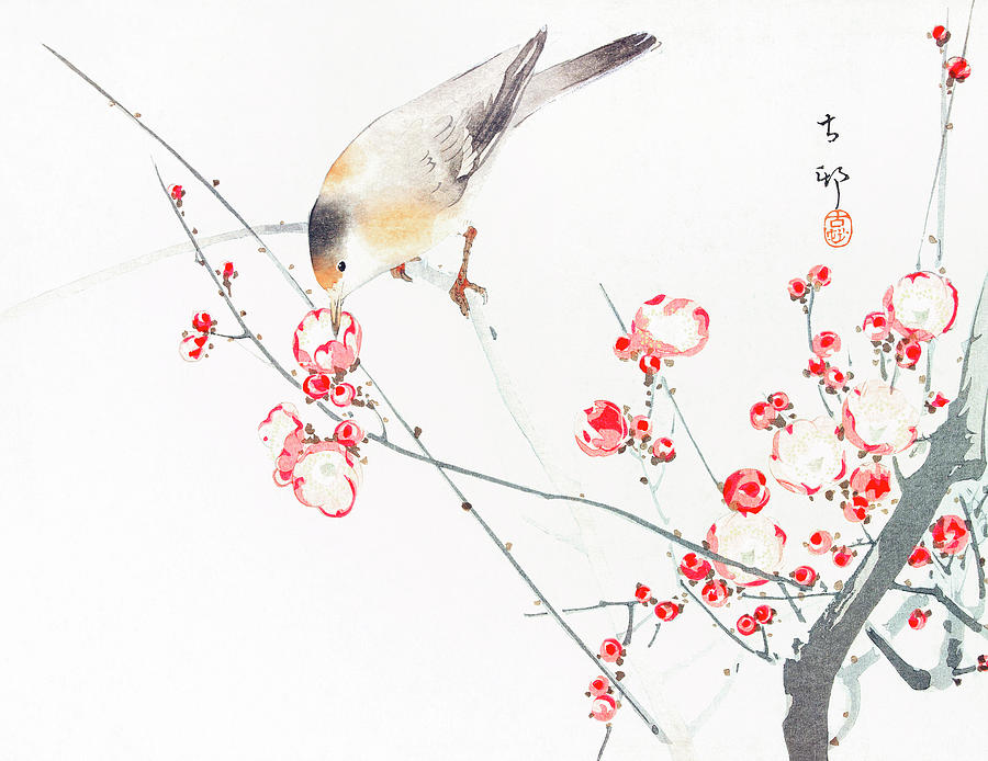 Songbird On Blossom Branch By Ohara Koson Drawing