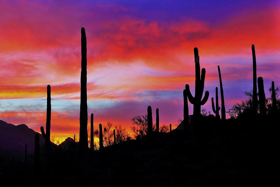 Sonoran Desert Sunset #2 Photograph by Dennis Boyd
