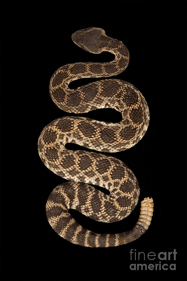 Southern Pacific Rattlesnake #2 Photograph by Ted Kinsman