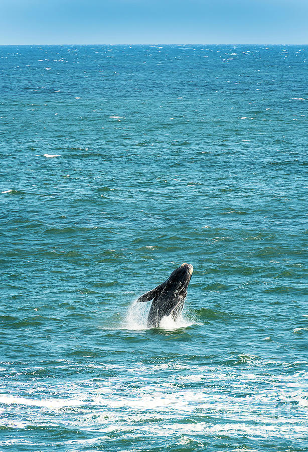 Southern Right Whale Breaching Photograph