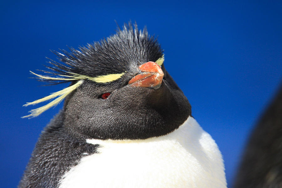 Southern Rockhopper Penguin, Falkland Islands #2 Photograph by Martin Priestley