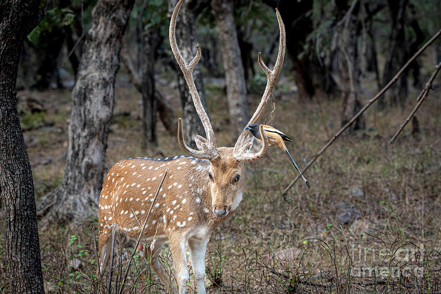 Spotted Deer #2 Photograph by Pravine Chester
