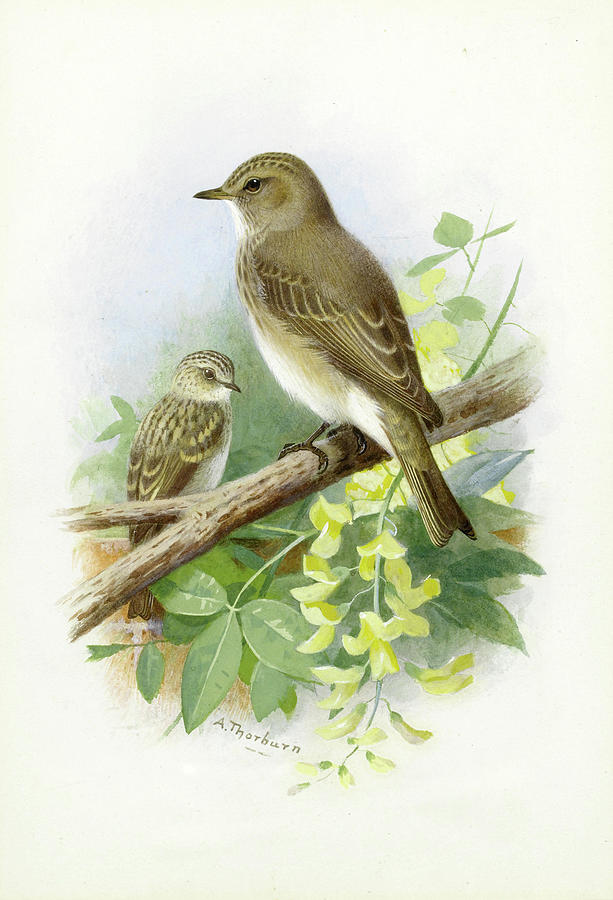 Spotted Flycatchers #3 Drawing by Archibald Thorburn
