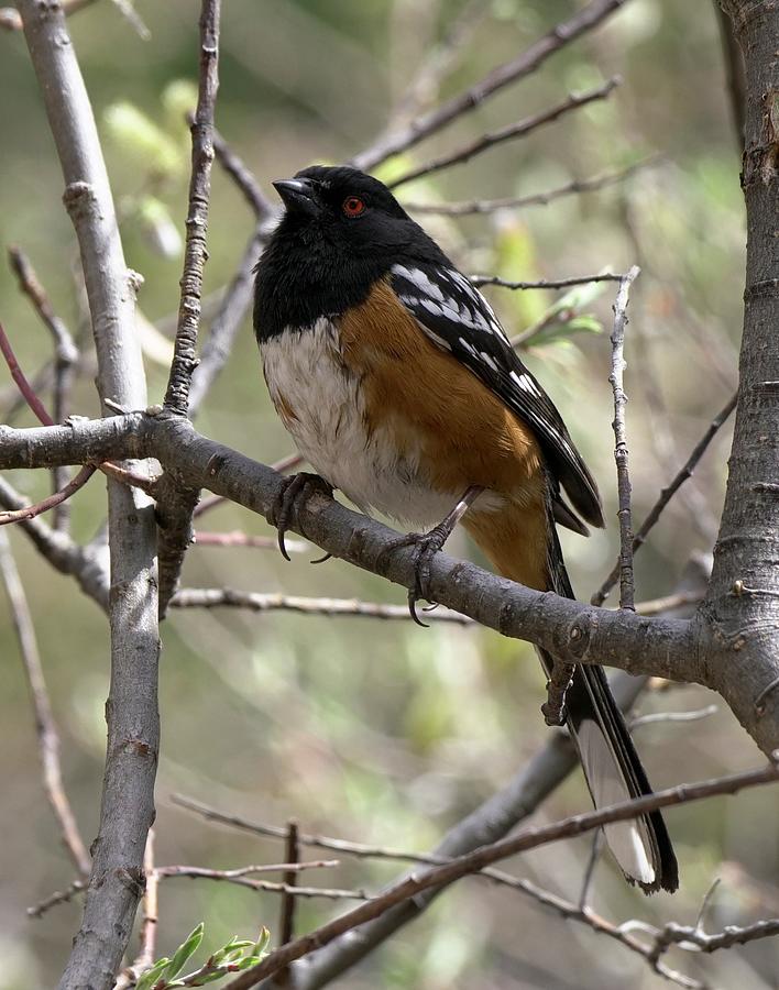 Spotted Towhee #2 Photograph by Dennis Boyd