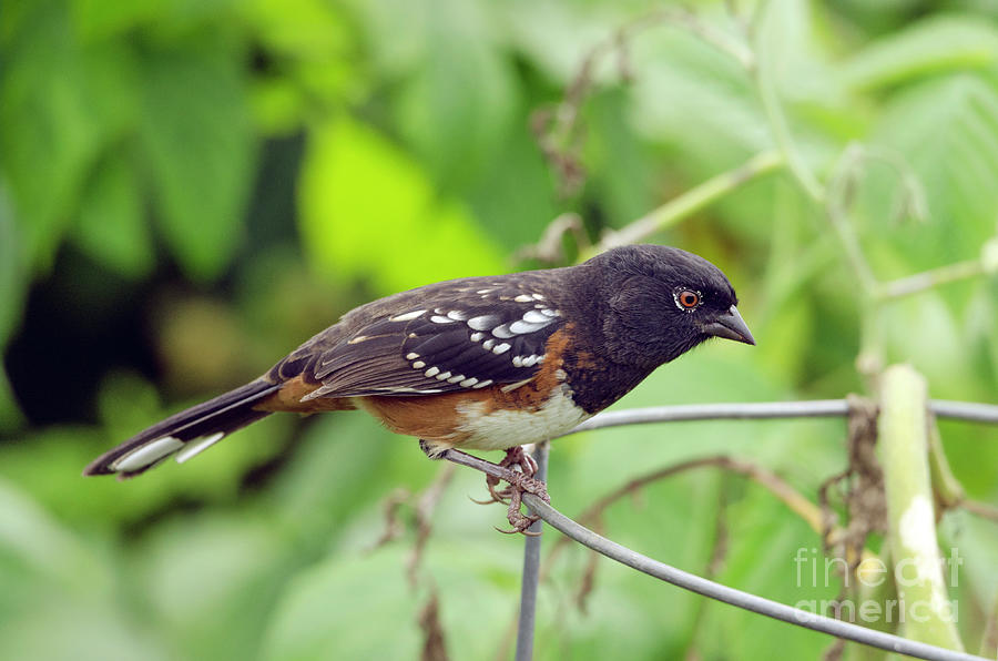 Spotted Towhee #2 Photograph by Kristine Anderson