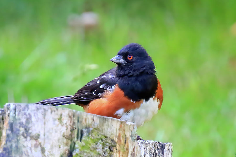Spotted Towhee #2 Photograph by Shixing Wen