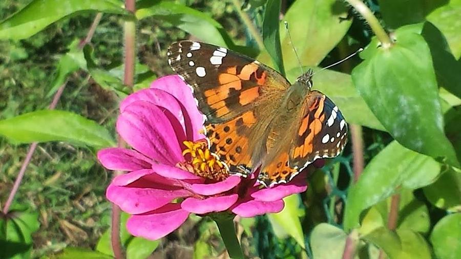 Spreading Its Wings Photograph By Charlotte Gray Fine Art America 