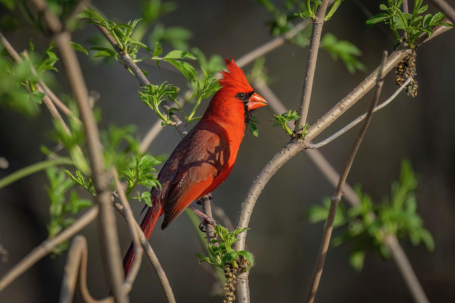 Spring Cardinal #2 Photograph by Ray Congrove
