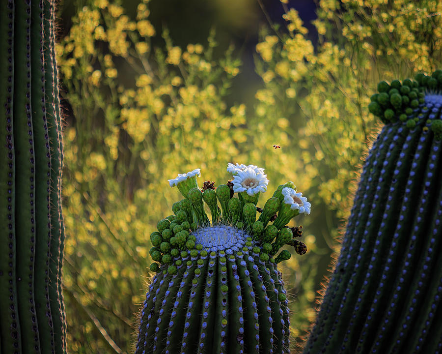 Spring in the Desert #2 Photograph by Dennis Swena