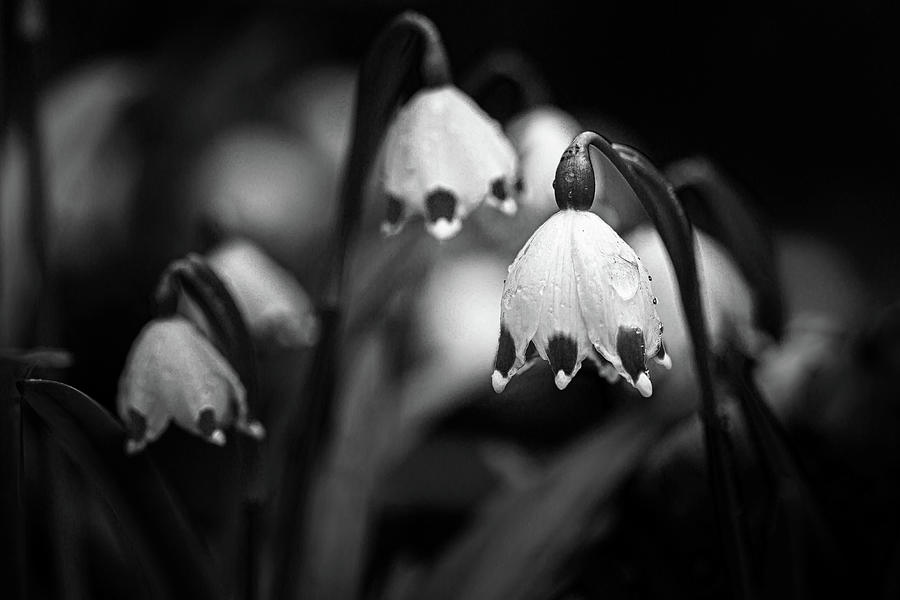 Spring snowflake #2 Photograph by Andreas Levi