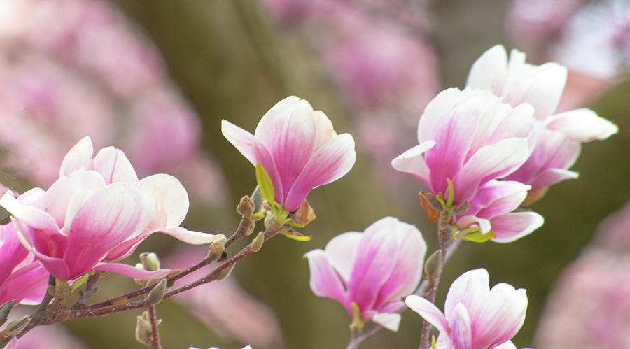 Spring Tulip Tree in bloom-Howard County, Indiana Photograph by William ...