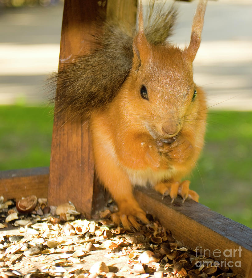 Squirrel #2 Photograph by Irina Afonskaya