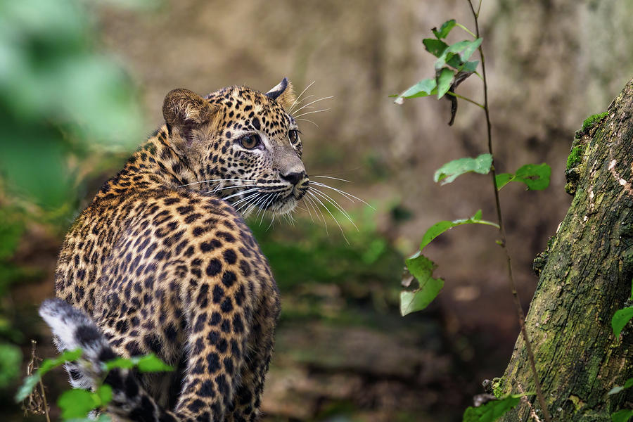 Sri Lankan leopard cub, Panthera pardus kotiya Photograph by Lubos ...