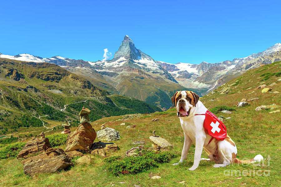 St. Bernard Dog in Switzerland #2 Photograph by Benny Marty