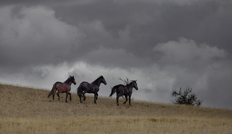 Stallions #2 Photograph by Laura Terriere
