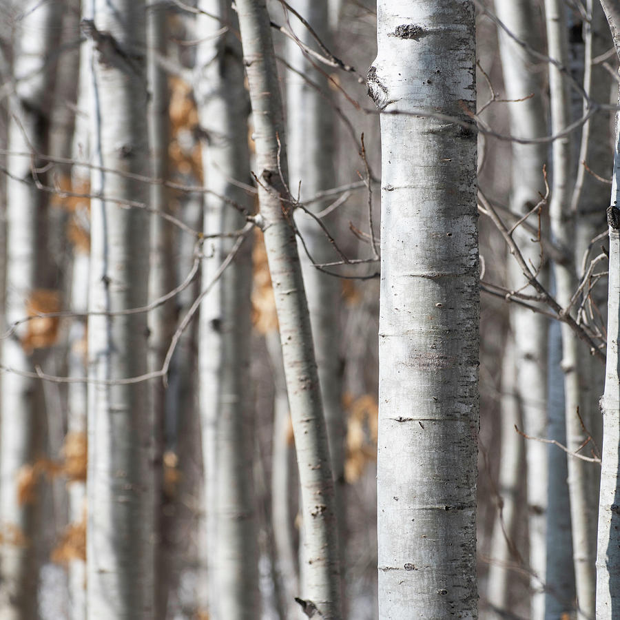 Standing Tall Photograph by Forest Floor Photography - Fine Art America