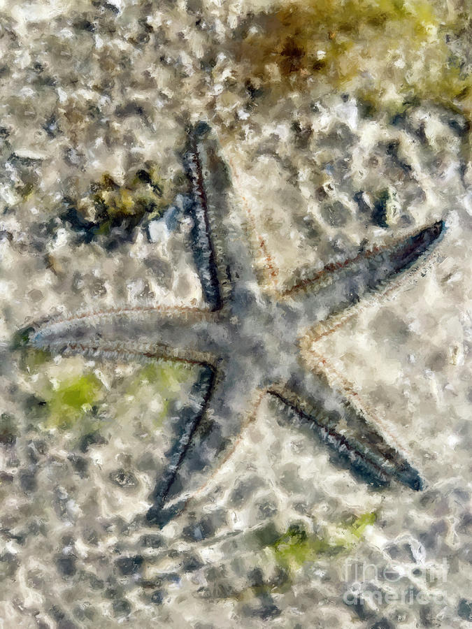 Fish Photograph - Starfish #2 by Jon Neidert