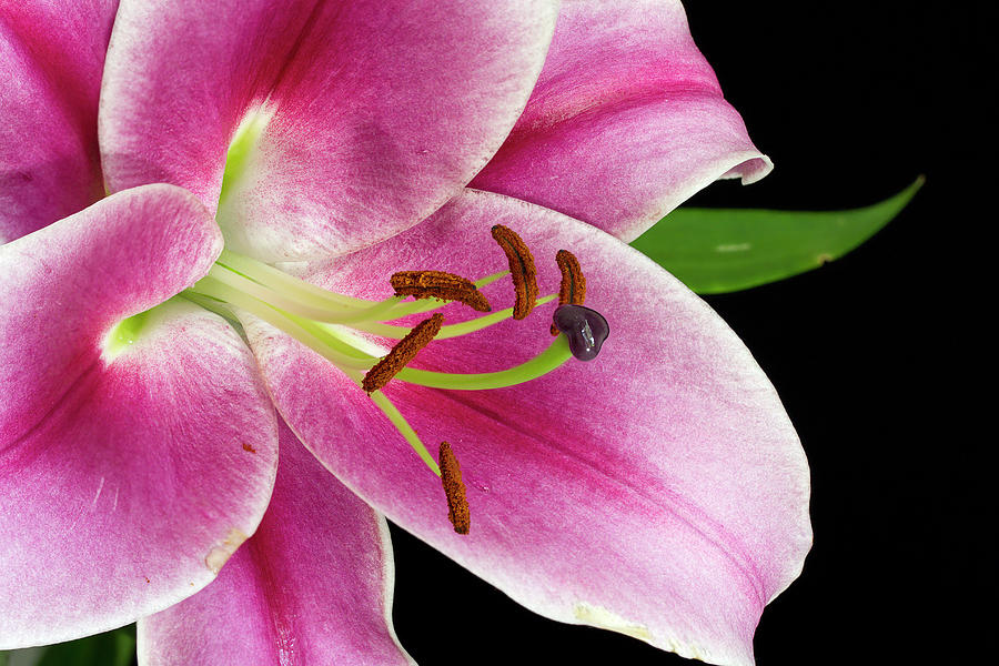 Stargazer lily #2 Photograph by Shirley Mitchell