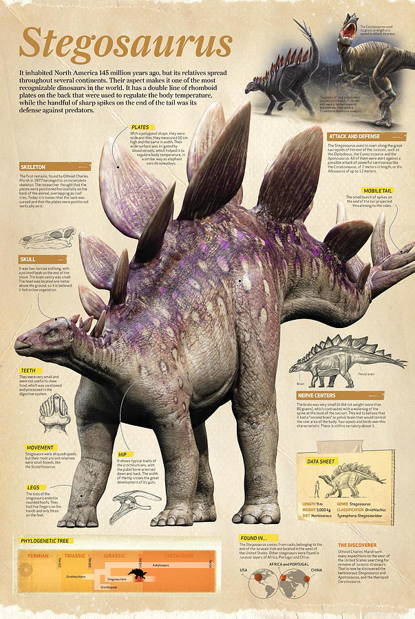 Stegosaurus #2 Digital Art by Album
