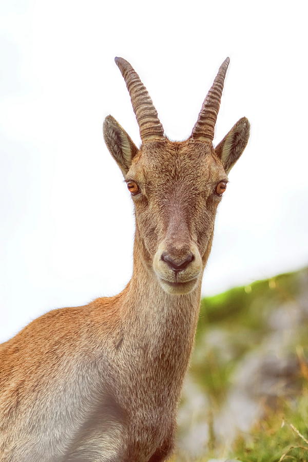 Steinbock or Alpine Capra Ibex portrait at Colombiere pass, Fran #2 Photograph by Elenarts - Elena Duvernay photo