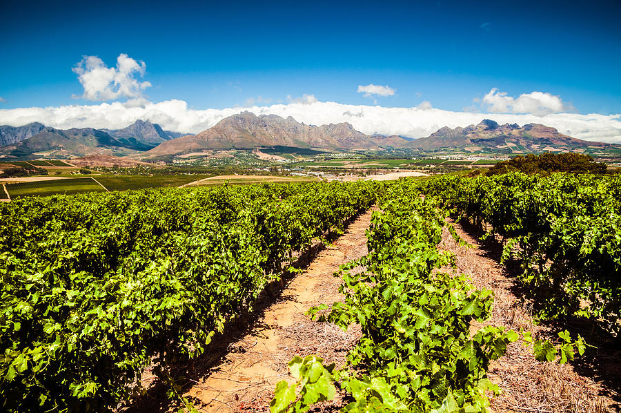 Stellenbosch vineyards #2 Photograph by Ferrantraite