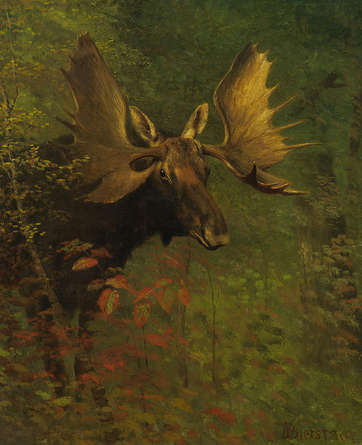 Albert Bierstadt  Painting - Study of a moose #2 by Albert Bierstadt