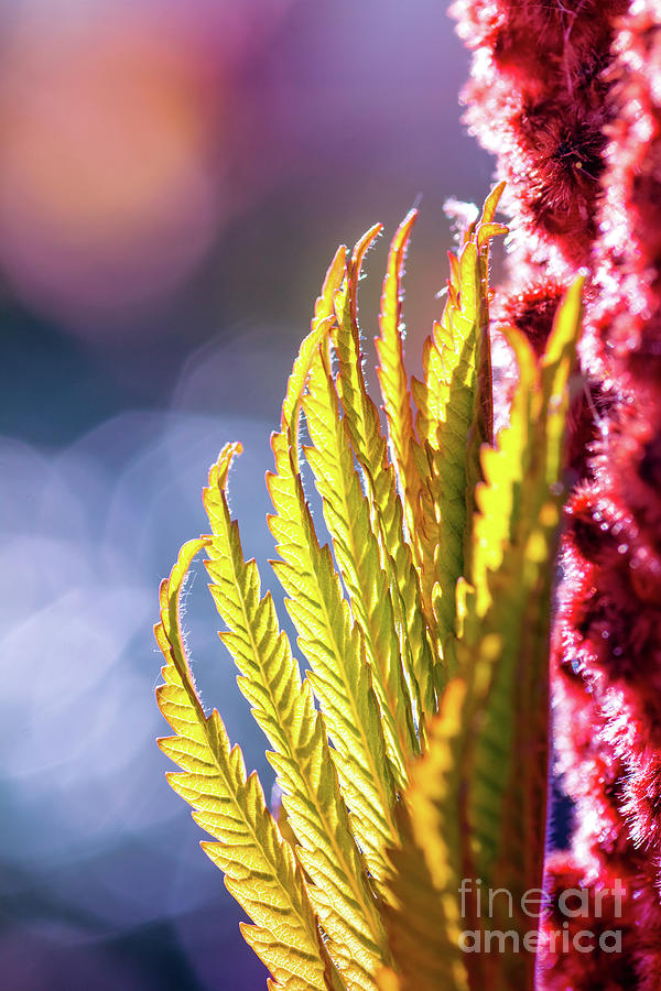 Sumac Rhus typhina also called Virginia Sumac close-up plant leaf growing #3 Photograph by Gregory DUBUS