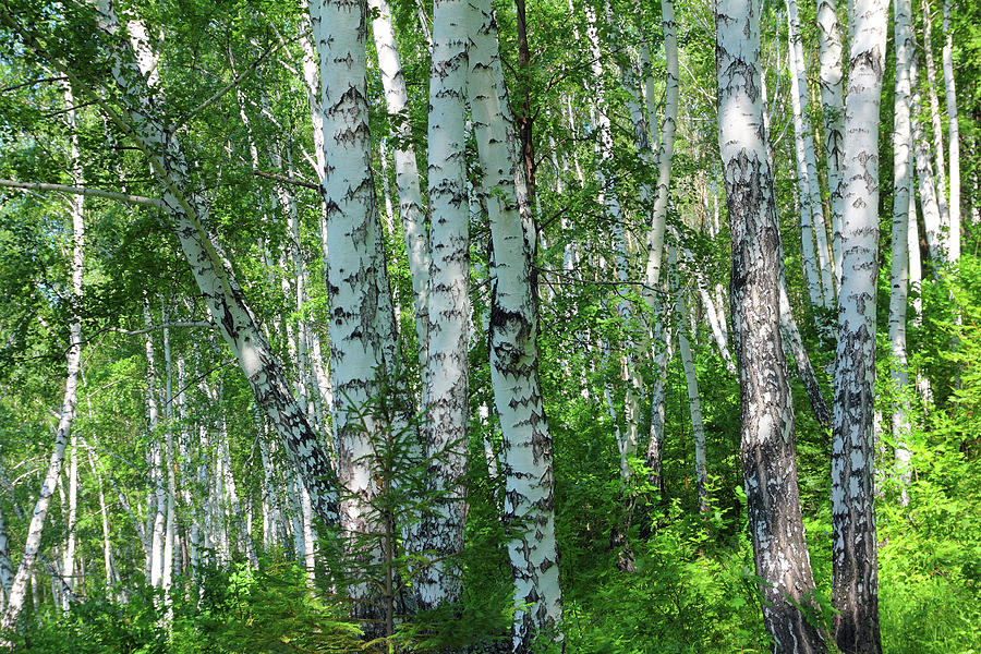 Summer Birch Woods #2 Photograph by Mikhail Kokhanchikov