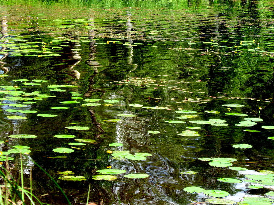 Summer day on pond Photograph by Pauli Hyvonen Summer day on pond Photograph by Pauli Hyvonen
