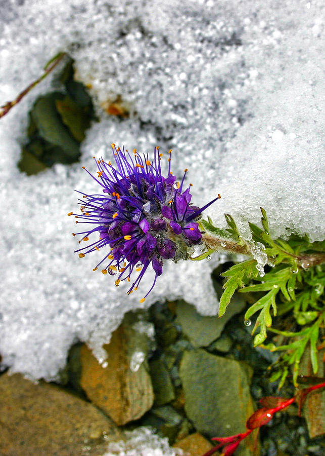 Summer Snow Clover #3 Photograph by Gene Taylor