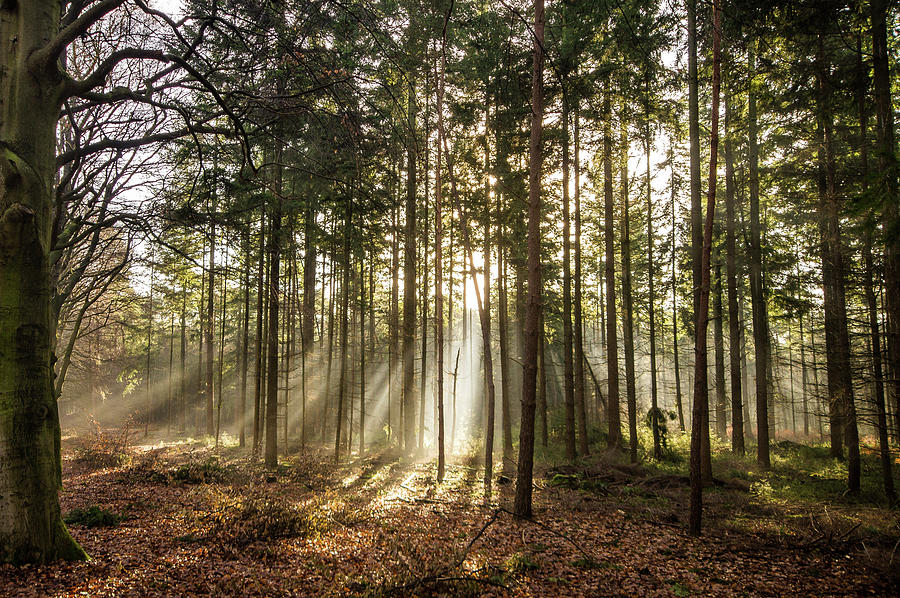 Sun Beam and sun rays shining through the trees of a forest Photograph ...