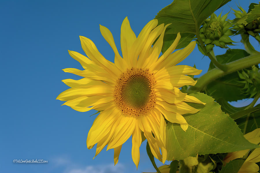 Sun Flower Power #2 Photograph by LeeAnn McLaneGoetz McLaneGoetzStudioLLCcom