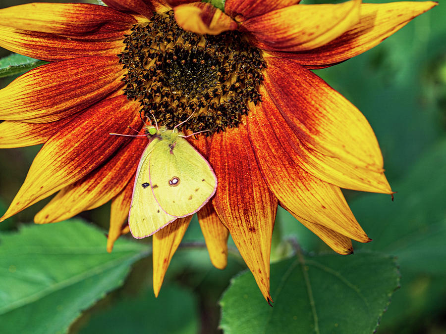 Sun Flower with a Freind Photograph by Louis Dallara