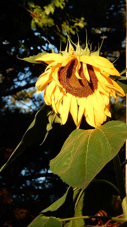 Sunflower #2 Photograph by Betty-Anne McDonald