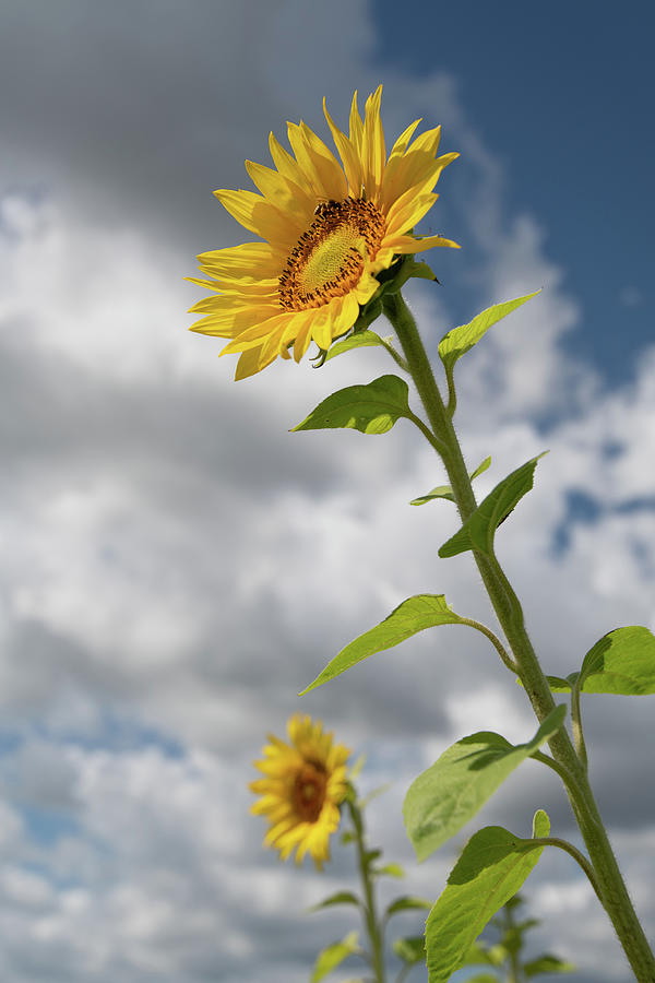 Sunflower Photograph by Carolyn Hutchins
