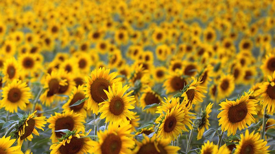 Sunflower Field #2 Photograph by Joseph Skompski