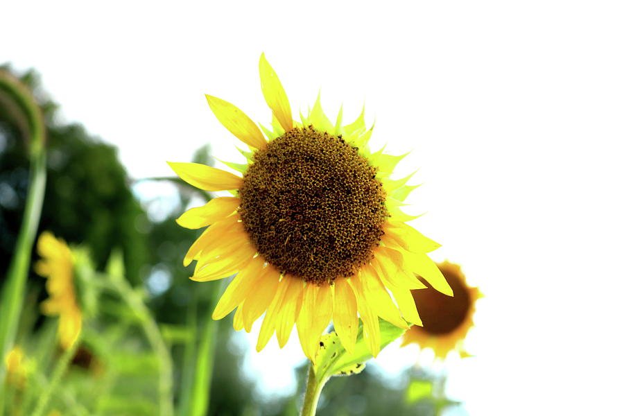 Sunflower #2 Photograph by Gerald Salamone