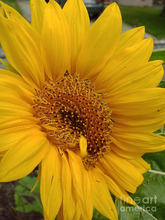 Sunflower Gold Photograph by Maria Urso - Fine Art America