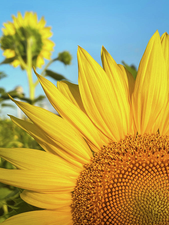 Sunflower in the Sunshine, Conners Amazing Acres, Florida #2 Photograph by Dawna Moore Photography