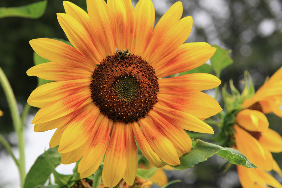 Sunflower #2 Photograph by Kathy Bassett
